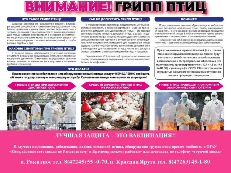 Осторожно!!! Грипп птиц!. Осторожно!!! Грипп птиц!.